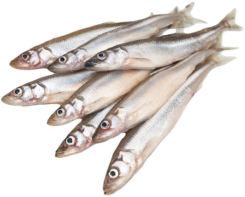 Фотография Корюшка нр см 23+ кор1-20 Камчатские промыслы - 1