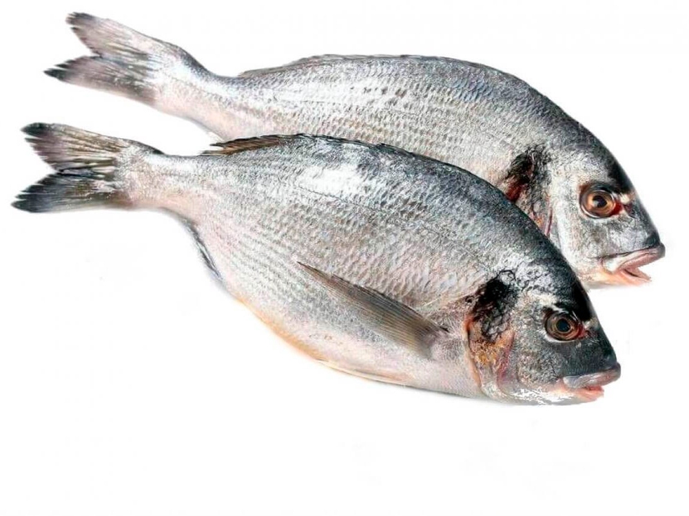 Фотография Дорадо см нр 400-600 фас Турция - 1