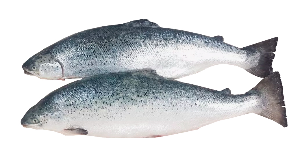 Фотография Лосось атлантический охл псг р7-8 кор1-22        Мурманск Супер - 1