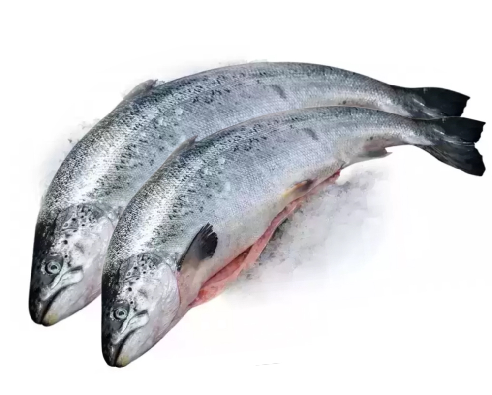 Фотография Лосось атлантический prem hon iqf см псг р5-6 кор1-32 Чили - 1