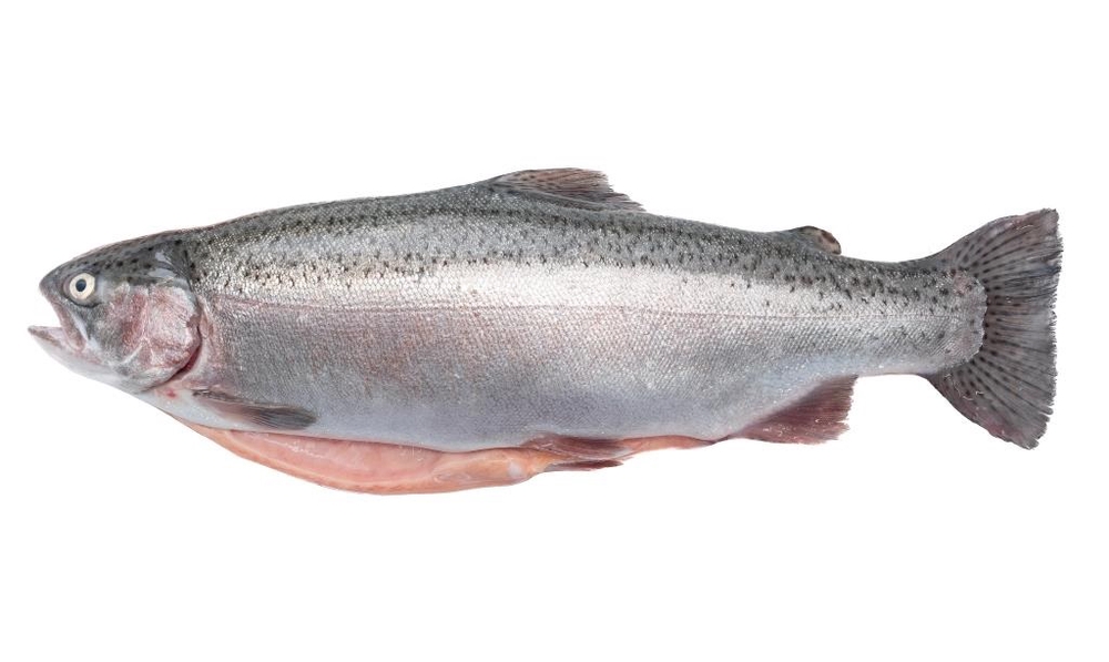 Фотография Форель радужная см фас р1.5+2,0 Турция - 1