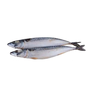 Скумбрия нр см р400-600 кор1-25 Фарерские острова