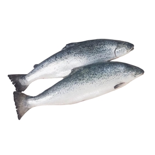 Лосось атлантический охл псг р5-6 кор1-22        Мурманск Супер