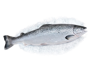 Лосось атлантический охл псг р4-5 кор1-22        Мурманск Супер