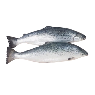 Лосось атлантический охл псг р6-7 кор1-20        Мурманск Супер