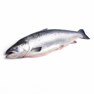Лосось атлантический охл псг р6-7 фас              Мурманск