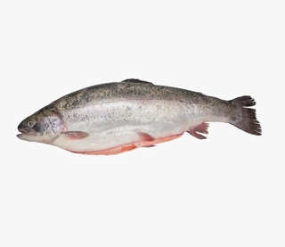 Форель охл псг 2-3кг кор1-20   Мурманск