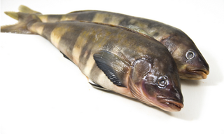 Терпуг нр см р2L 800-1000 кор1-18 Россия