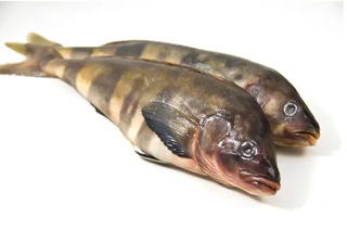 Терпуг нр см р2L 800-1000 фас ву Россия (УЦЕНКА)