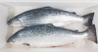 Лосось атлантический охл псг р4-5 кор1-22        Мурманск