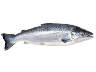 Лосось атлантический prem hon iqf см псг р4-5 фас чили